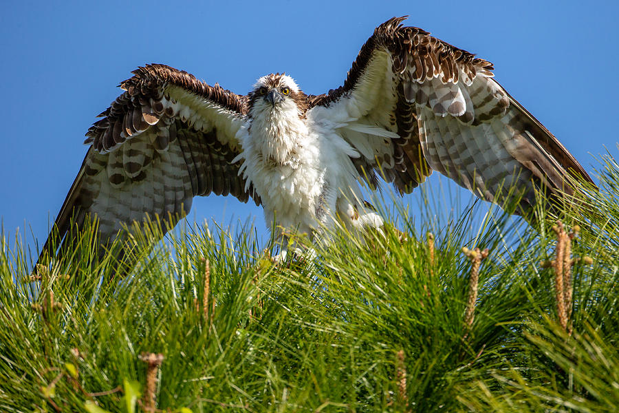 Osprey with Attitude Photograph by David Eppley