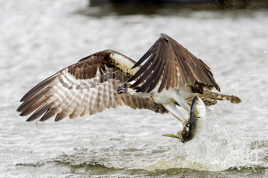 Osprey with catch of the day  Photograph by Sam Rino