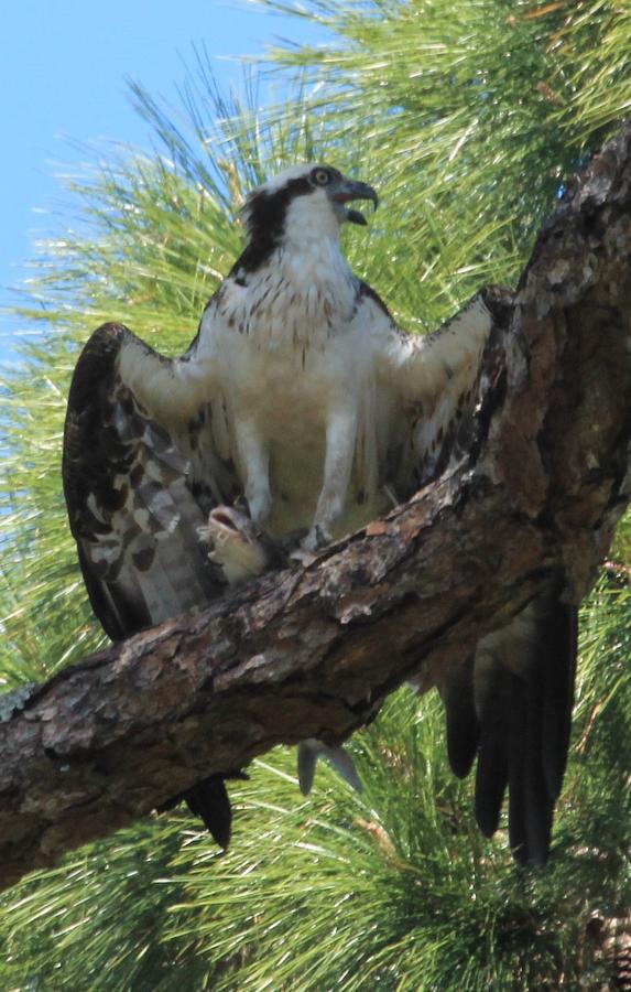 Osprey With Catfish Photograph by Christopher J Kirby