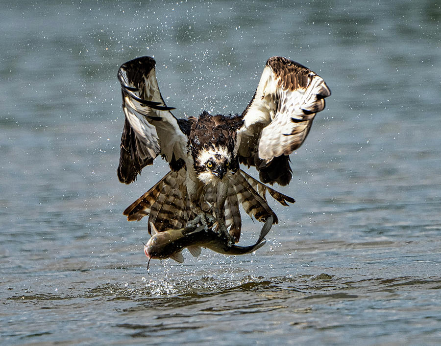 Osprey with Catfish Photograph by Mary Catherine Miguez