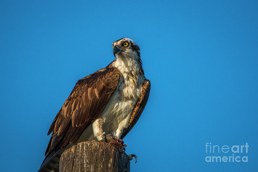 Osprey with Fish #1 Photograph by Tom Claud
