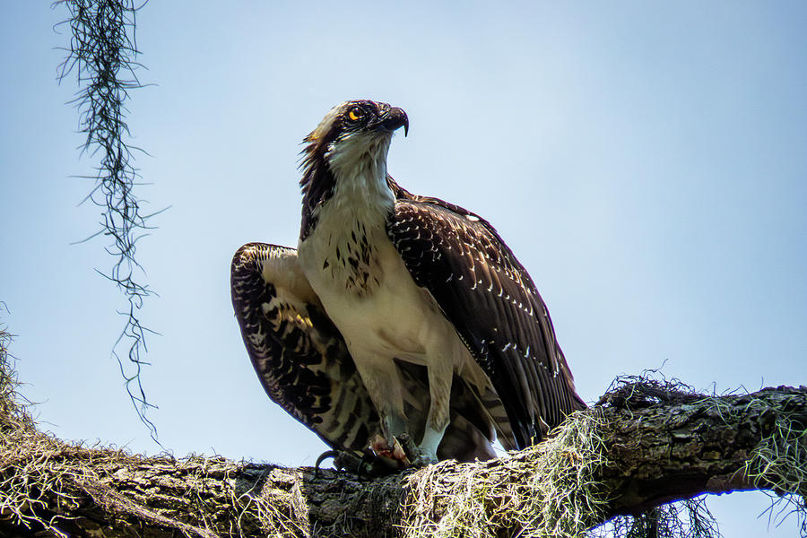 Osprey With Fish 2 Photograph by J M Farris Photography