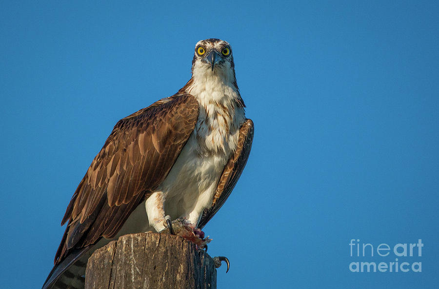 Osprey with Fish #2 Photograph by Tom Claud