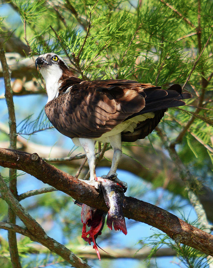 osprey with fish