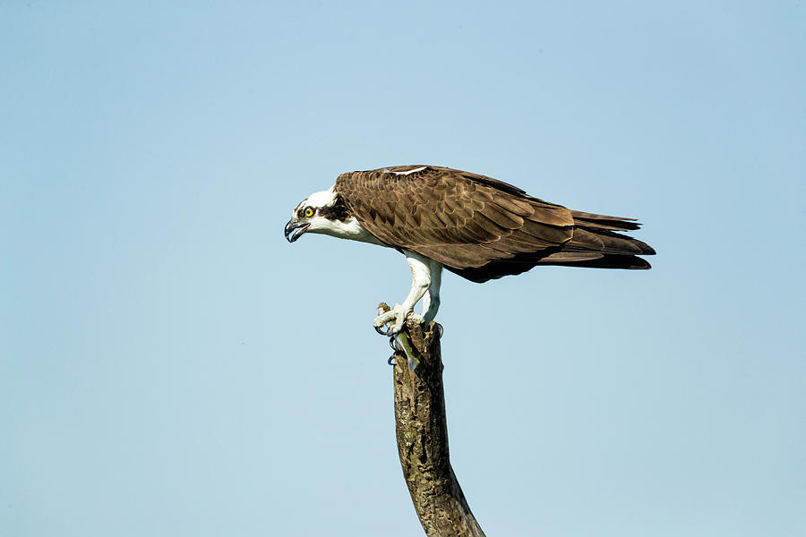 Osprey With Fish Photograph by Fran Gallogly