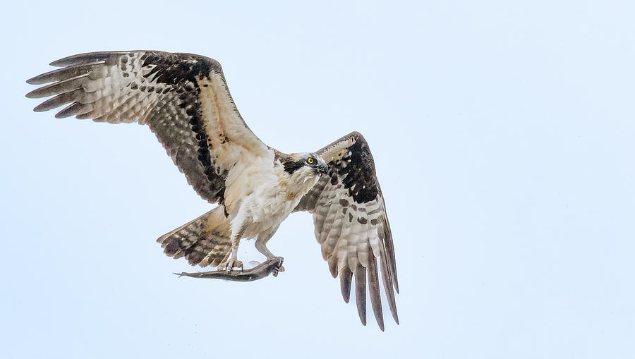 Osprey With Fish Photograph by Jim Wilce