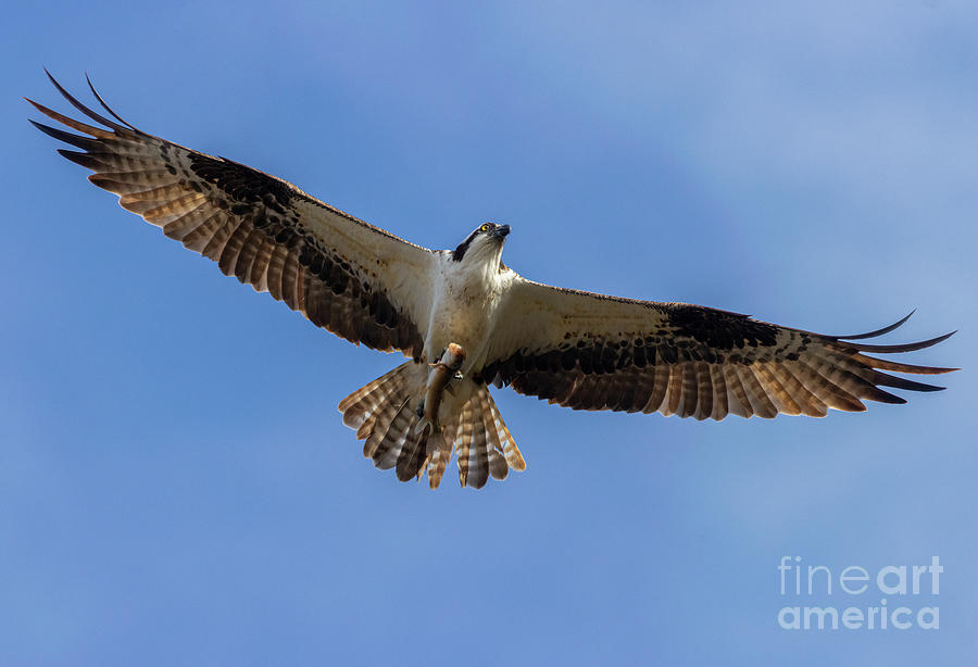 Osprey With Fish Photograph by Steven Krull