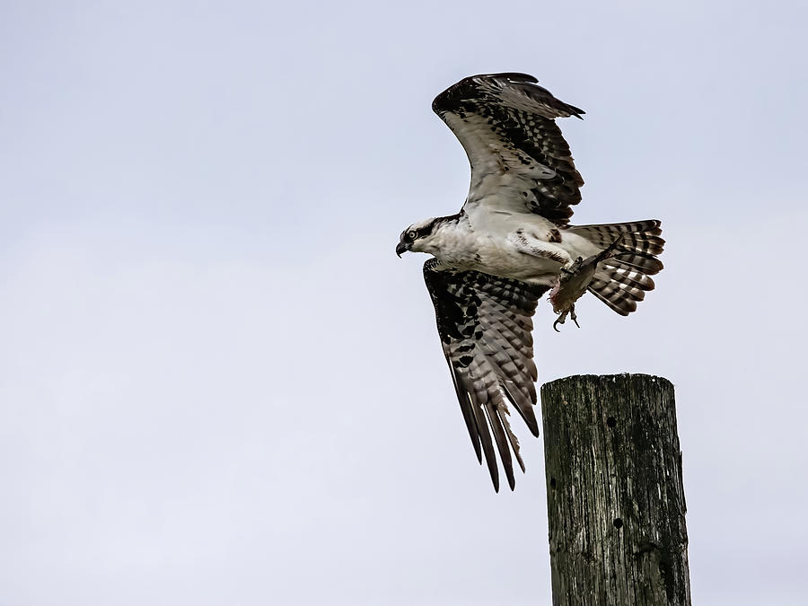 Osprey With Fish Taking Off Photograph