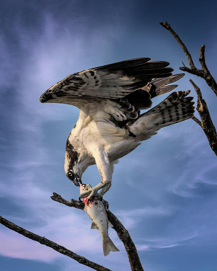 Osprey with fresh catch of the day Photograph by Jaki Miller