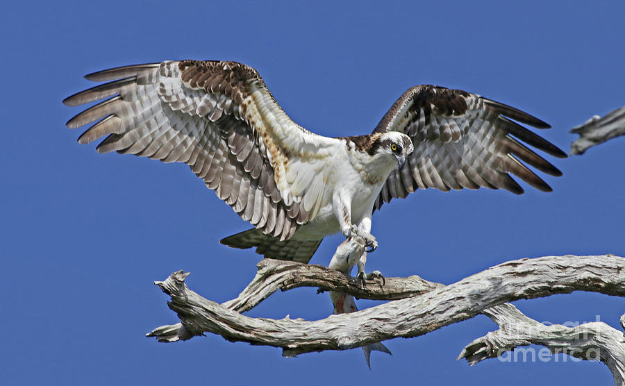 Osprey with fresh fish  Photograph by Larry Nieland