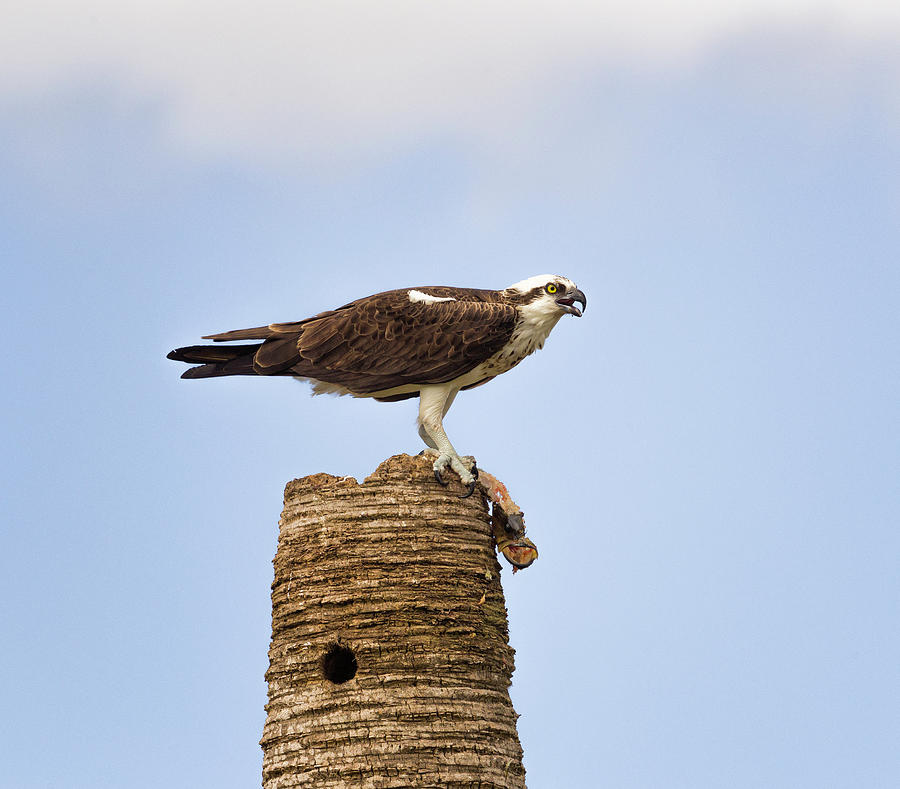 Osprey with Frog Photograph by Fran Gallogly