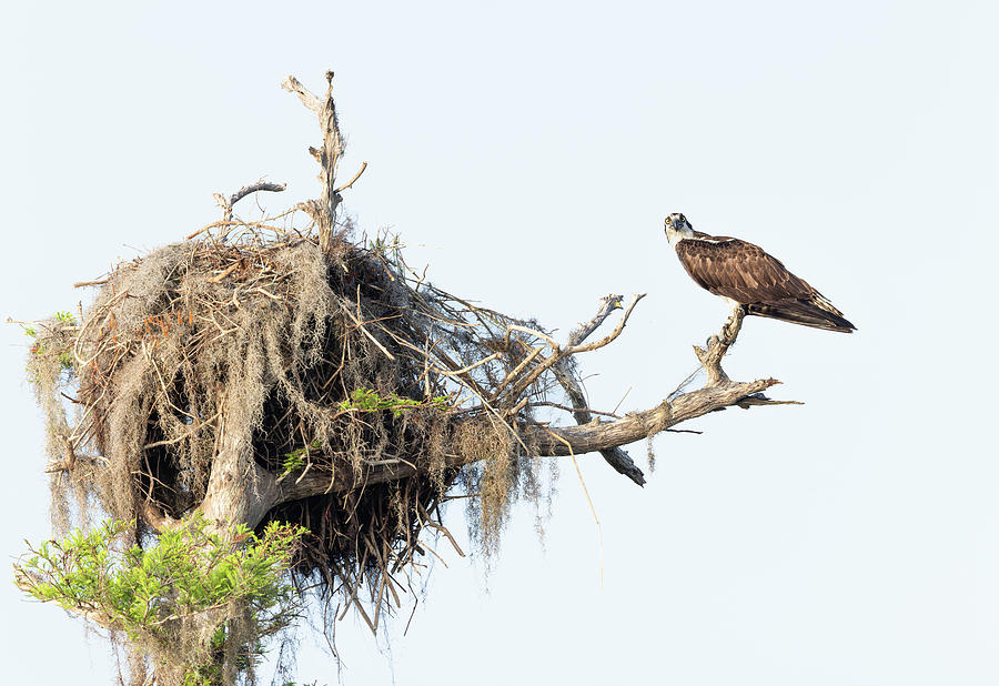Osprey with Giant Nest Photograph by Fran Gallogly