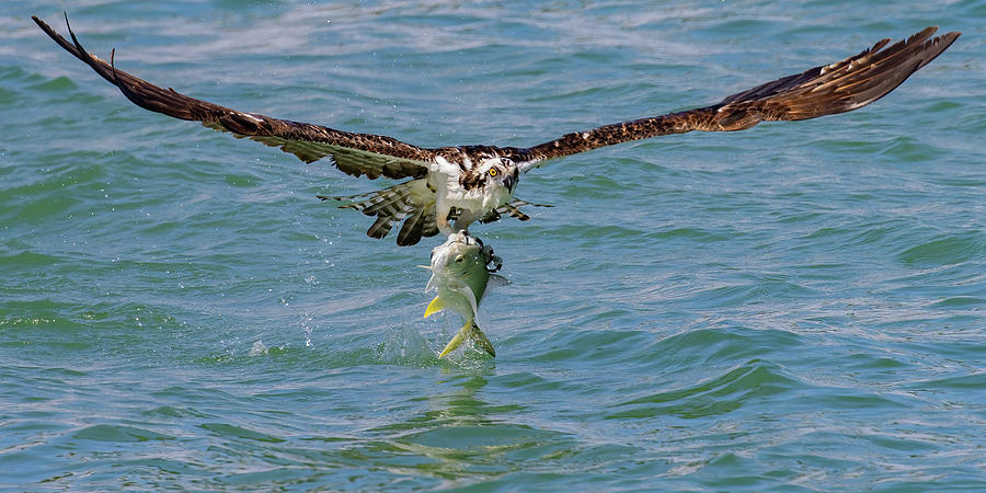 Osprey with Jack Fish Photograph by RD Allen