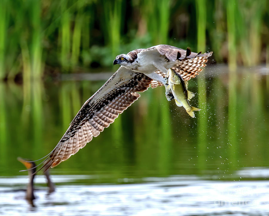 Osprey Photograph - Osprey With Largemouth Bass by Dale Erickson Osprey Photograph - Osprey With Largemouth Bass by Dale Erickson