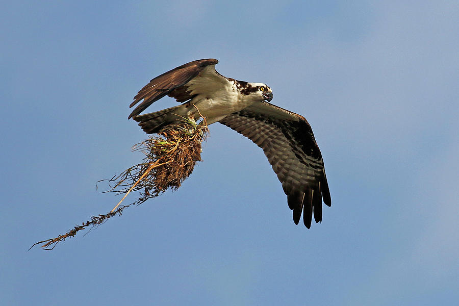 Osprey with Nesting Material Photograph by MaryJane Sesto - Fine Art ...