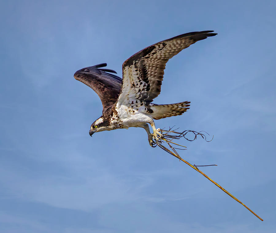 Osprey With Nesting Material Photograph by Susan Candelario