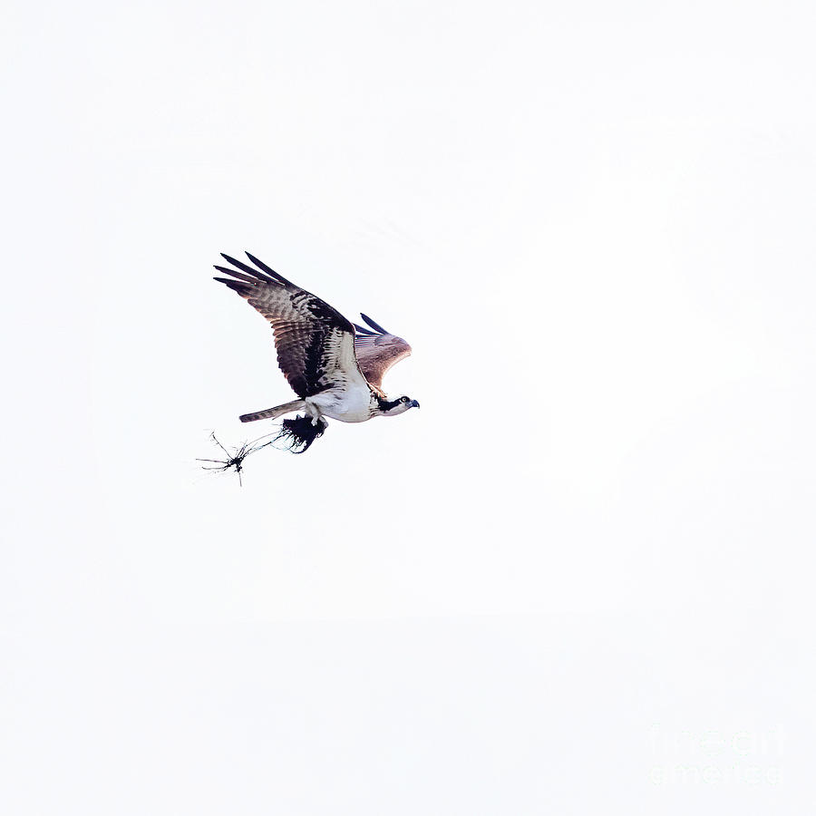 Osprey with Nesting Materials - square Photograph by Scott Pellegrin