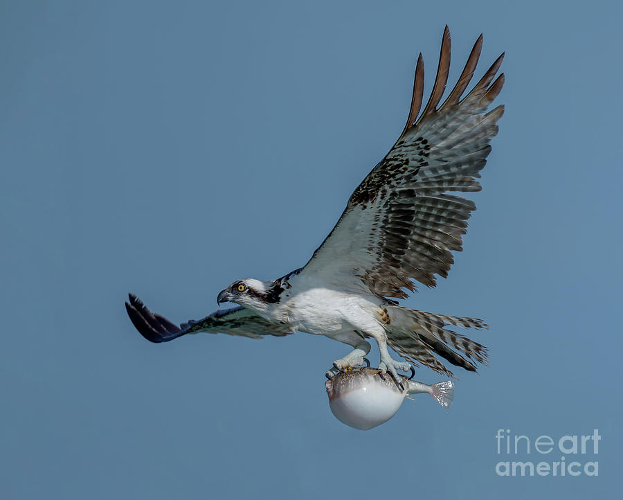 Osprey carries off a poisonous pufferfish after swooping down and