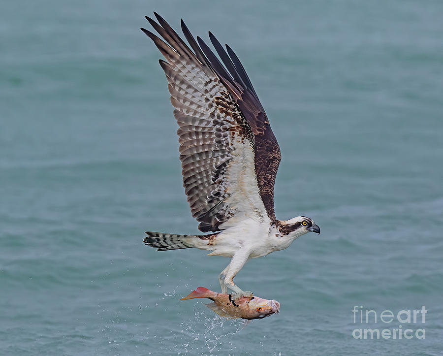 osprey red