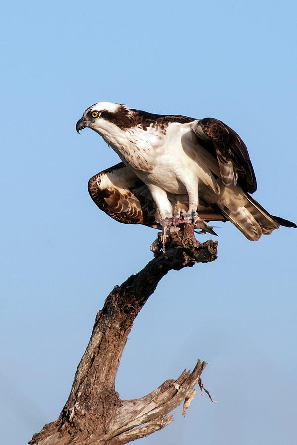 Osprey with remains of prey in its claws on a branch Photograph by Bob ...