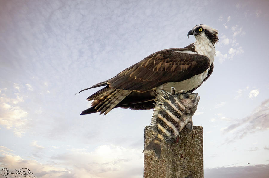 Osprey with Sheepshead Fish Photograph by Susan Molnar