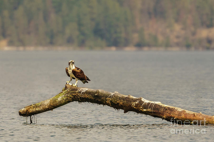 Osprey Photograph - Osprey with Trout on Lake Pend Oreille by Nancy Gleason