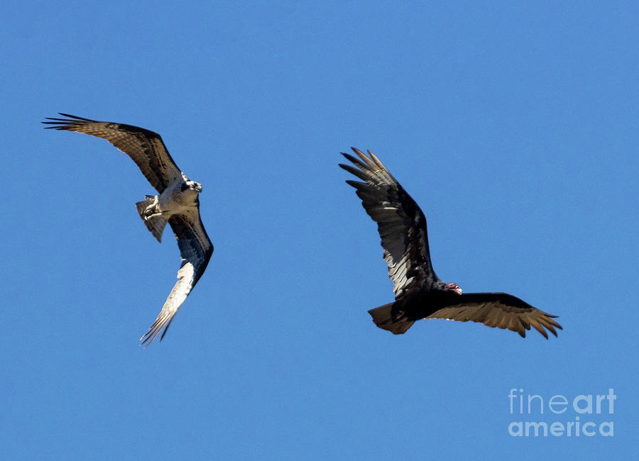 OspreyChasing Vulture Photograph by Steven Krull