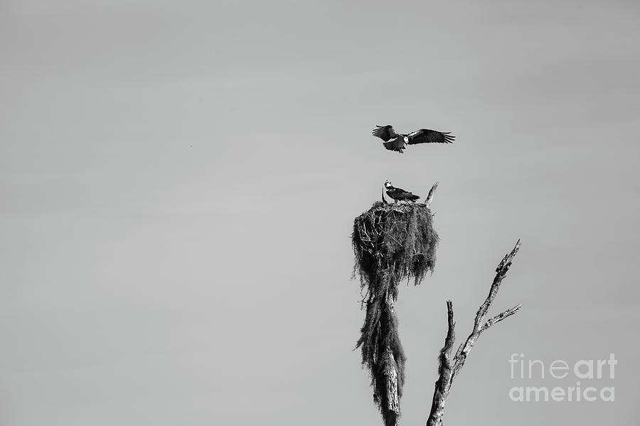 Ospreys And Their Nest Photograph by Felix Lai
