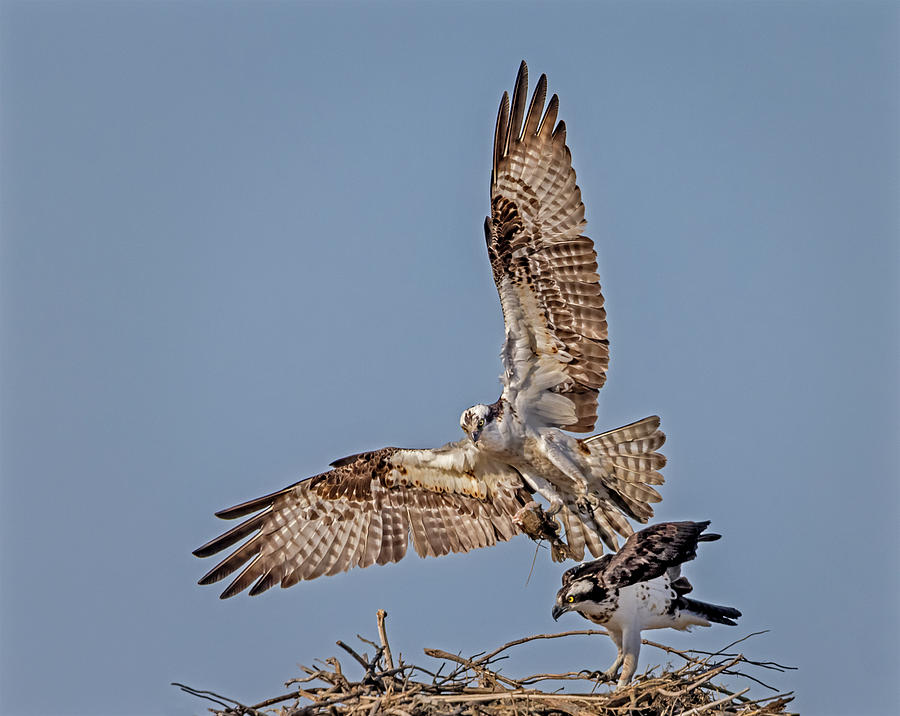 Ospreys At Nest  Photograph by Susan Candelario
