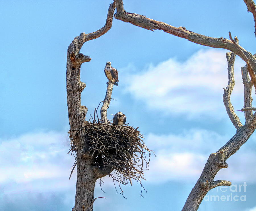 Ospreys In A Snag Photograph by Karen Silvestri Ospreys In A Snag Photograph by Karen Silvestri