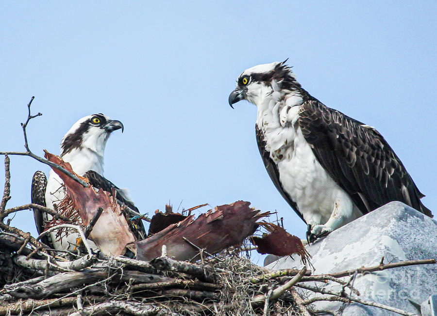 Ospreys in the Nest Photograph by Joanne Carey