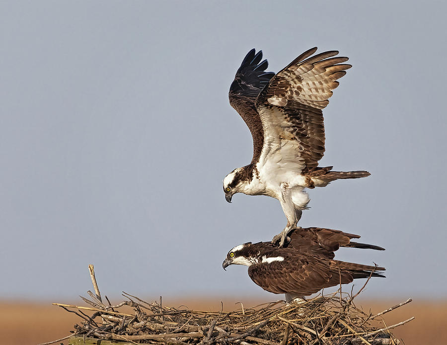 Ospreys Mating Photograph by Susan Candelario