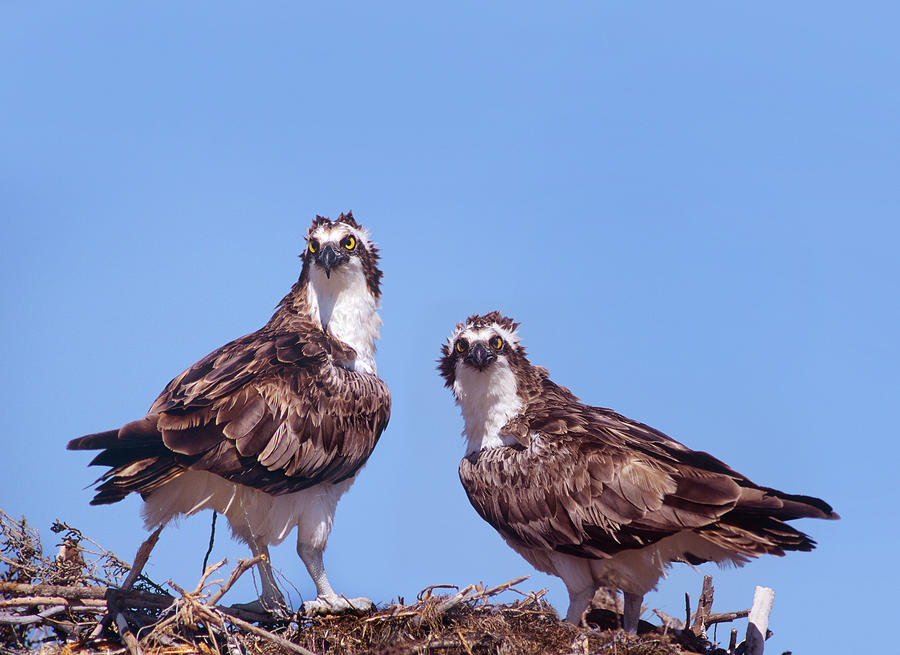 Osprey Photograph - Ospreys on Nest by Tim Fitzharris