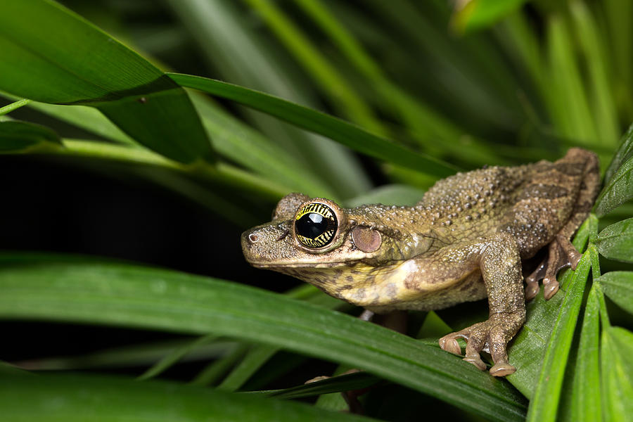 Osteocephalus Taurinus. A Treefrog From The Amazon Rain Forest Photograph by Kikkerdirk
