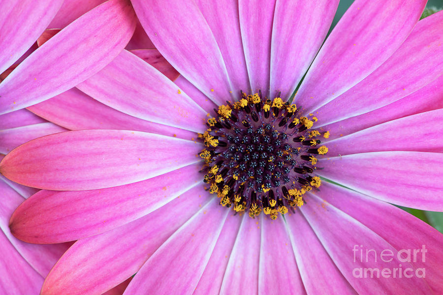 Osteospermum Hot Pink Halo Flower Abstract Photograph by Tim Gainey
