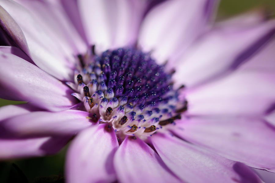 Osteospermum purple flower blue center. Photograph by Mike Fusaro