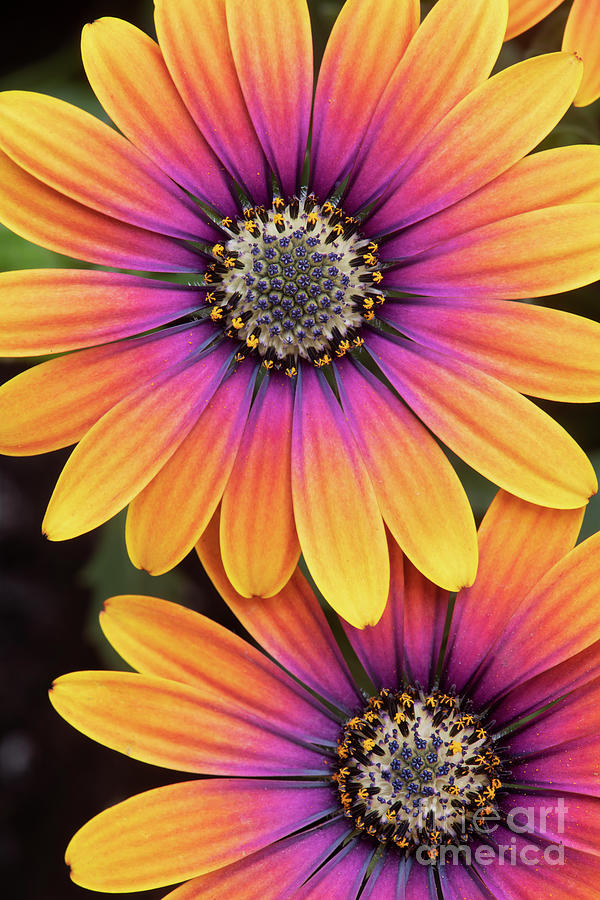 Osteospermum Purple Sun Flowers Photograph by Tim Gainey