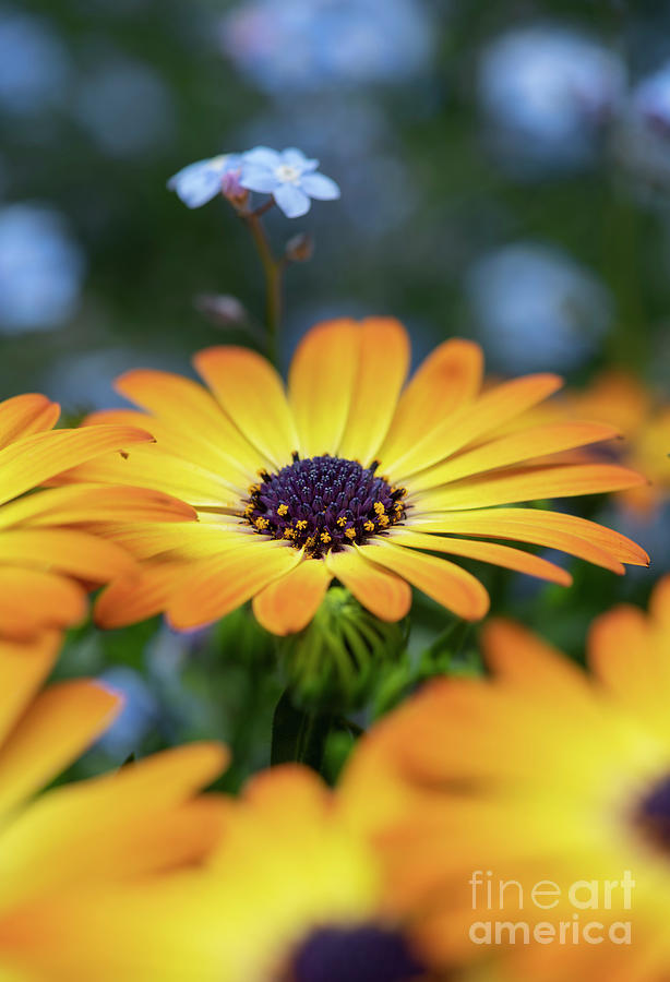 Osteospermum Serenity Sunshine Beauty Flowers in an English Garden Photograph by Tim Gainey