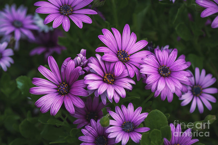 Purple Mum Flower Party Photograph by Abigail Diane Photography