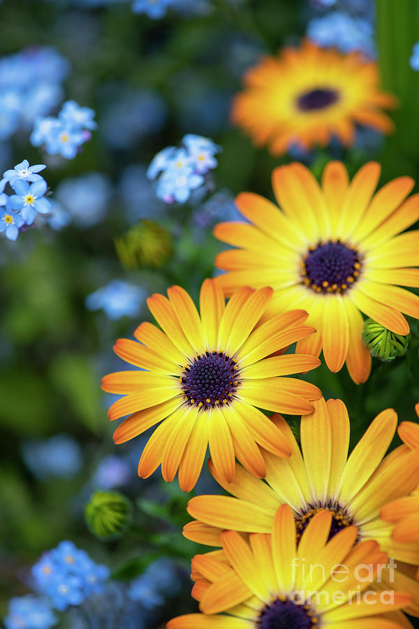 Osteospermum Sunshine Beauty Flowers Photograph by Tim Gainey