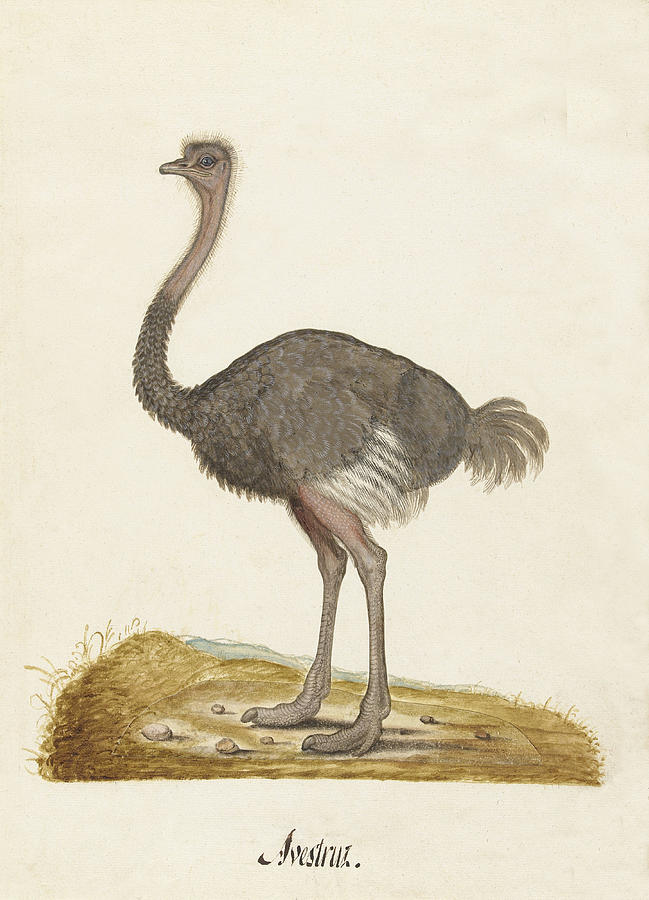 Ostrich Drawing - Ostrich  by Anonymous