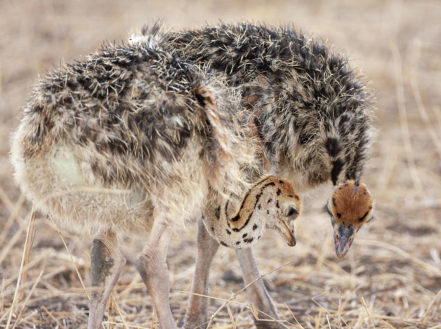 Ostrich Chicks Photograph by Max Waugh
