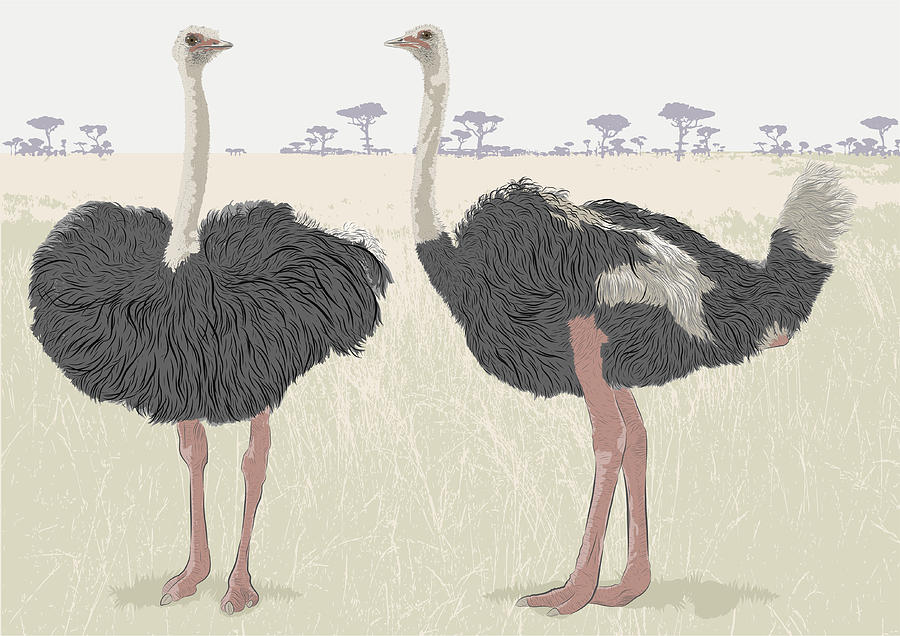 Ostrich Conversation Drawing by MattGrove