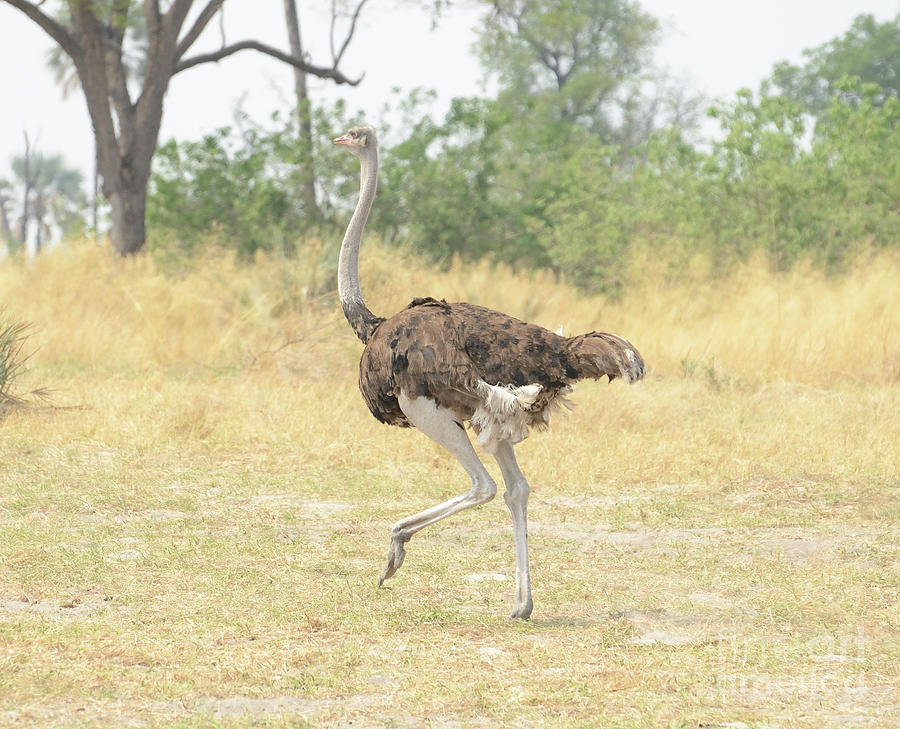 Ostrich Dance, Botswana. Photograph by Tom Wurl
