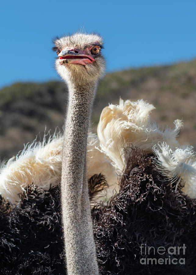 Ostrich Photograph - Ostrich Display by Jamie Pham