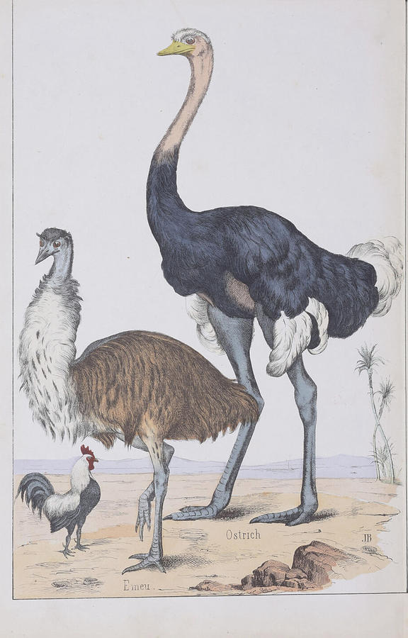 Ostrich, Emu And Chicken- 1865 Digital Art by Kim Kent