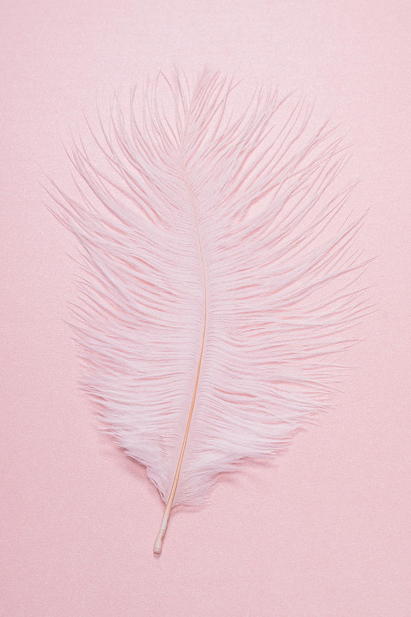 Ostrich Feather Photograph by MirageC