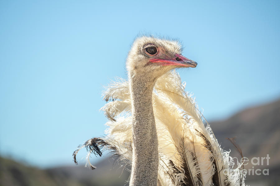 Ostrich Photograph - Ostrich Feathers by Jamie Pham