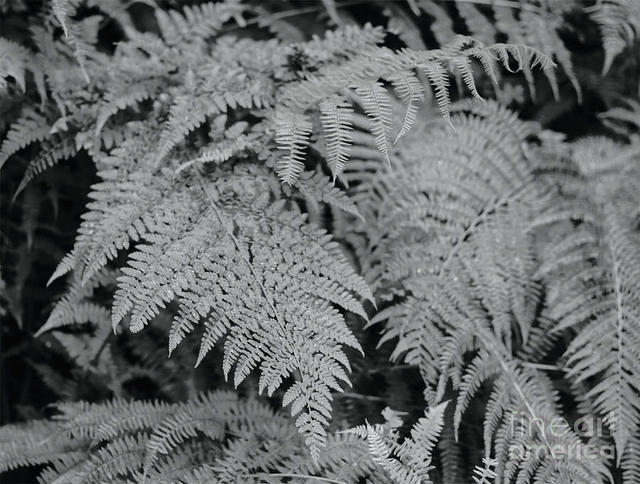 Ostrich Fern in Monochrome Photograph by Pics By Tony