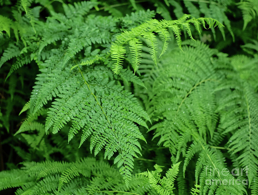 Ostrich Fern Photograph by Pics By Tony